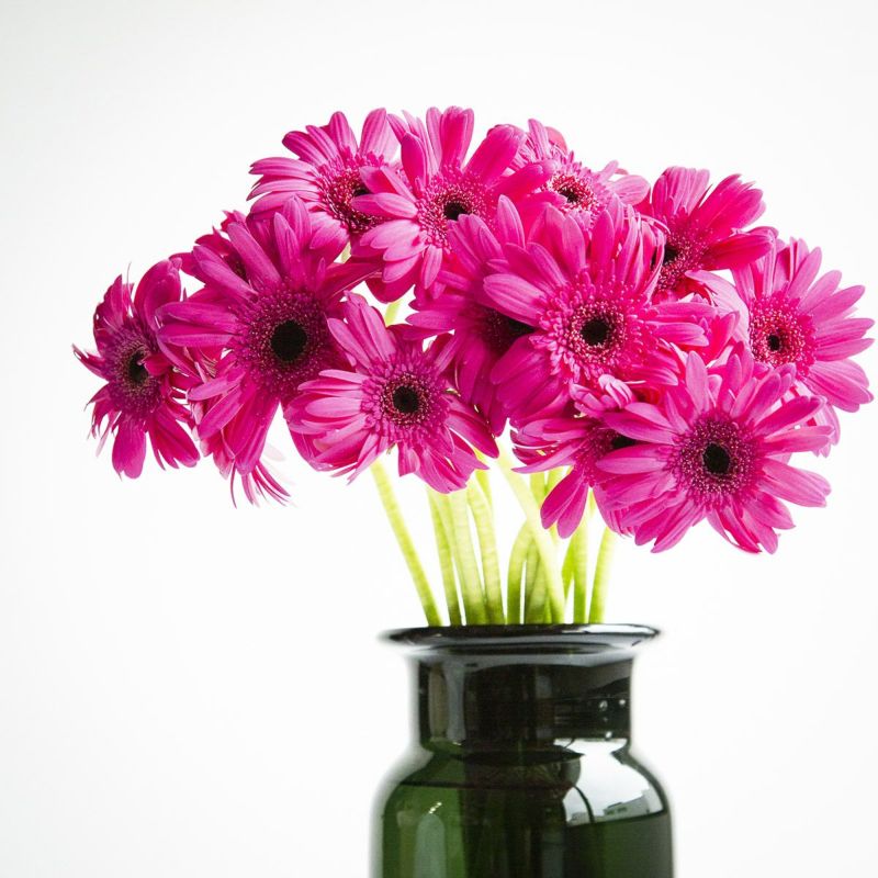 もったいない花いちばガーベラ(15本) /1-4色アソート | noemie（ノエミ）